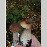 Sanmari_forest Ledenice